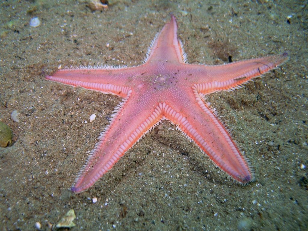 Campionamento da Trieste: Astropecten irregualaris